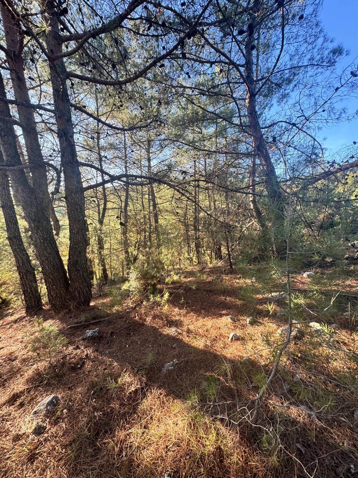 Muğla Menteşe Algı Mahallesinde Satılık Tarla