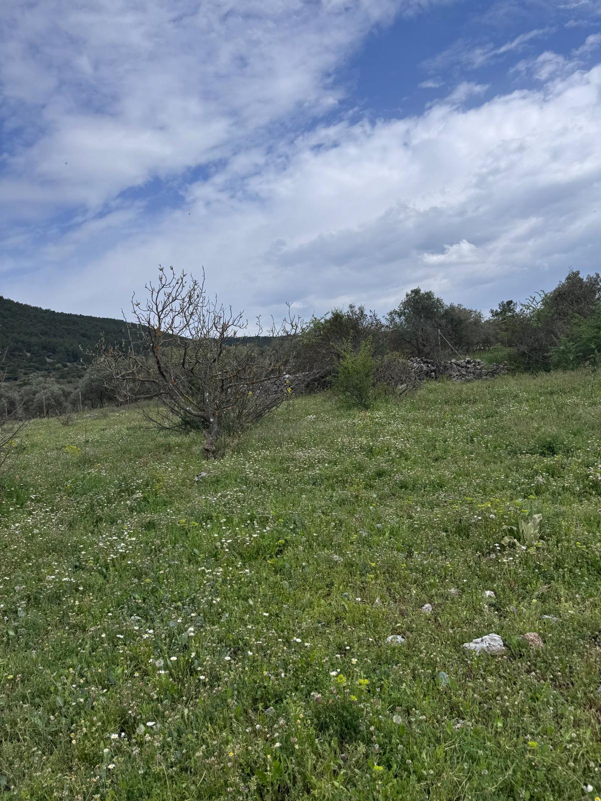 Muğla Menteşe Çiftlik Mahallesi Satılık Tarla