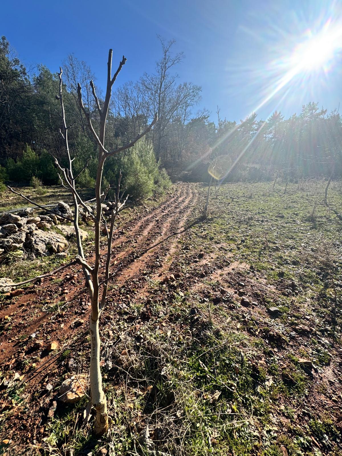 Muğla Menteşe Kuyucak Mahallesinde Satılık Tarla