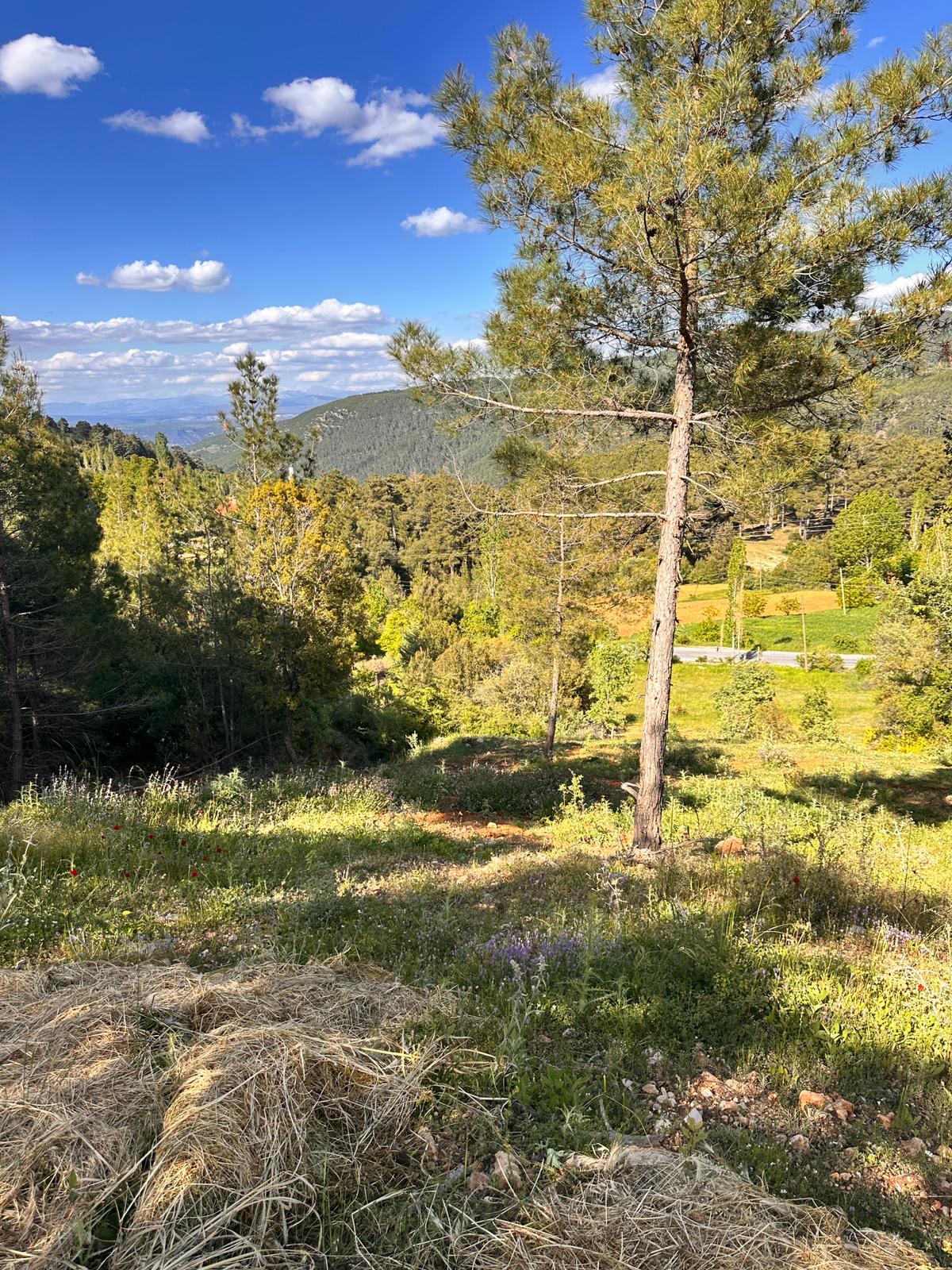Muğla Menteşe Şenyayla İmarlı Tarla